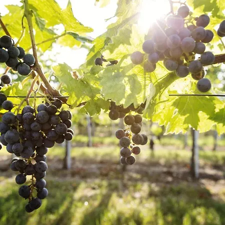 Weingut & Gaestezimmer Edelmann Göttlesbrunn