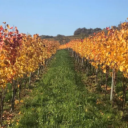 Weingut & Gastezimmer Edelmann *