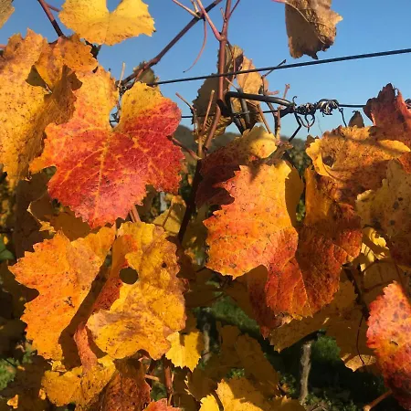 Weingut & Gastezimmer Edelmann *