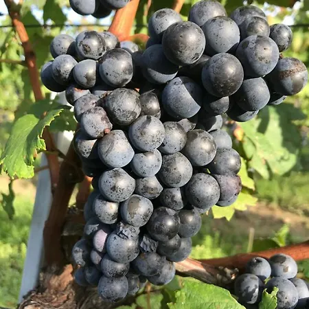 Weingut & Gastezimmer Edelmann