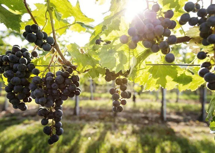 Weingut & Gaestezimmer Edelmann Goettlesbrunn