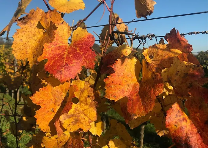 Weingut & Gaestezimmer Edelmann 3*