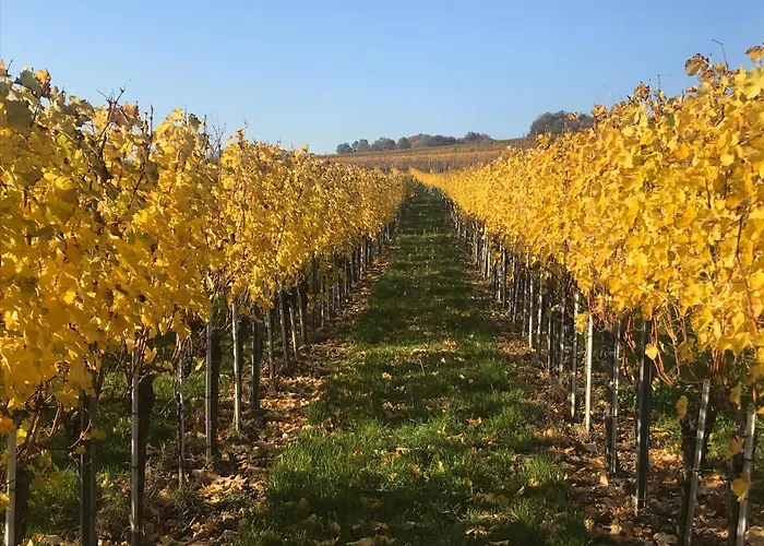 Weingut & Gaestezimmer Edelmann